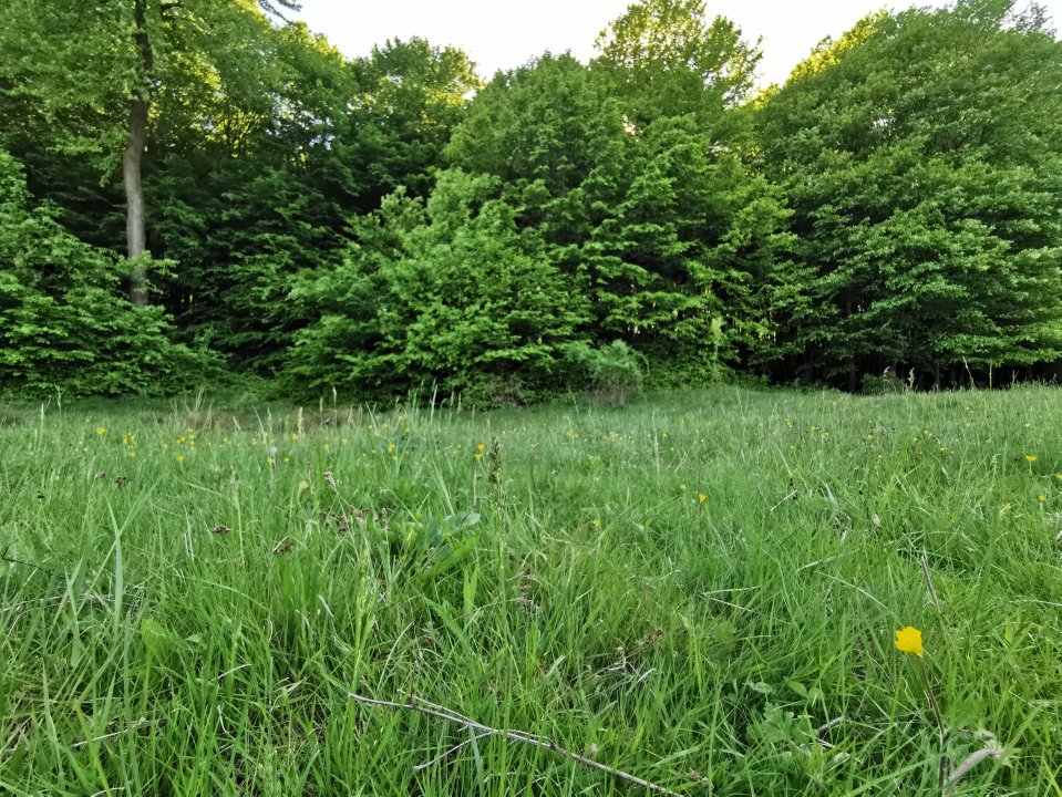 Oportunitate de Investiție - Teren de Basm in Bascov. DIRECT PROPRIETAR.
