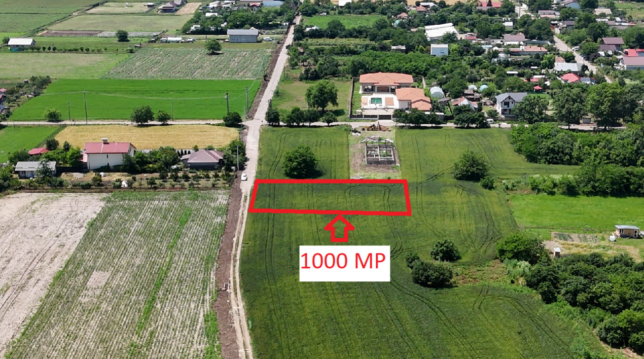 Lot 1000 mp Dascalu, Creata