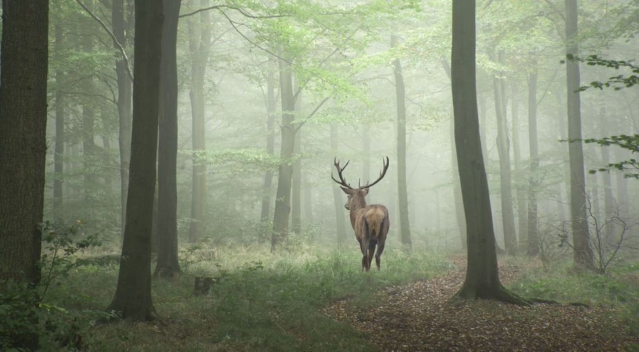 Refugiul tău verde lângă Băneasa – 2 hectare de pădure super locație