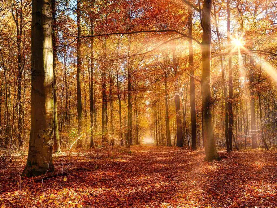 Refugiul tău verde lângă Băneasa – 2 hectare de pădure super locație