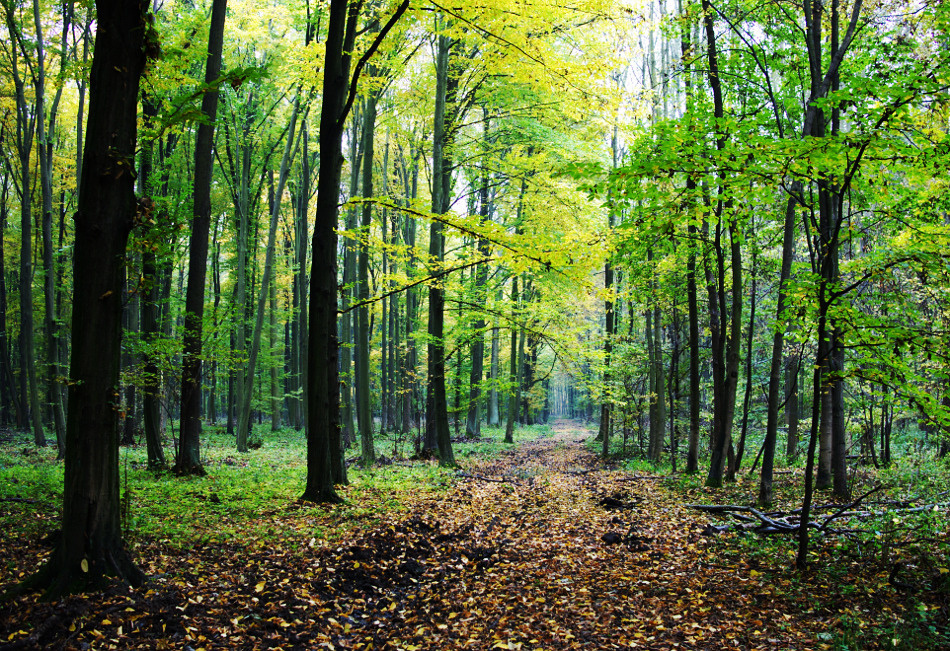 Refugiul tău verde lângă Băneasa – 2 hectare de pădure super locație