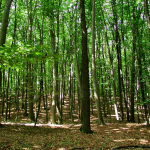 Refugiul tău verde lângă Băneasa – 2 hectare de pădure super locație