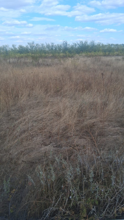 Balotesti - Saftica - Flamingo Park -476 mp