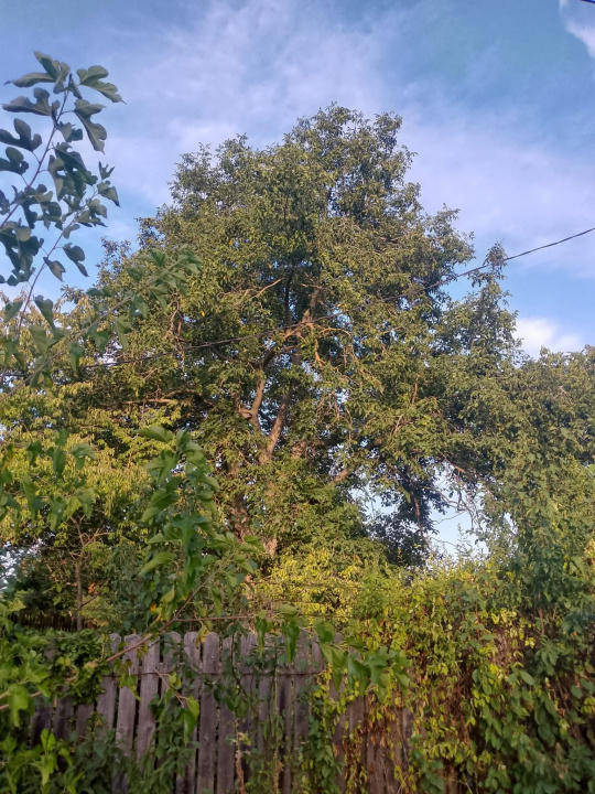 Exclusivitate_Lipia (Gruiu IF)- Casuta Bunicii