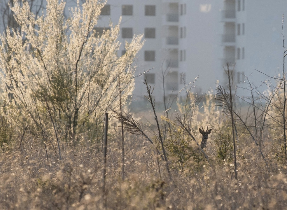 Apartament 3 camere de închiriat  – Greenfield Residence, Băneasa  