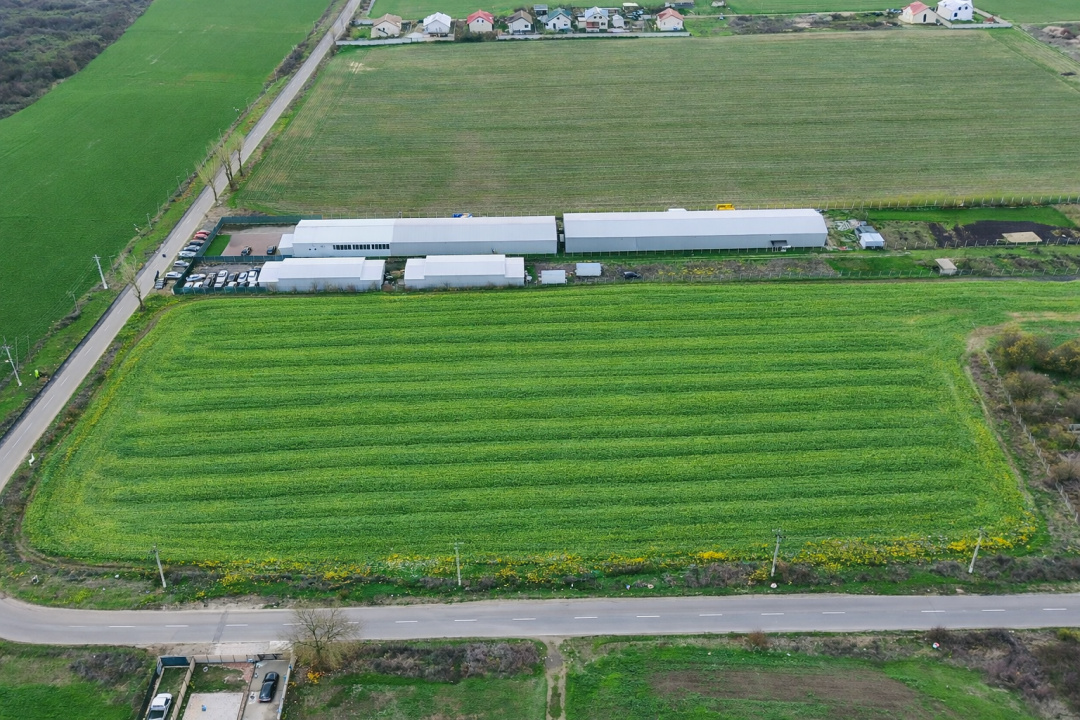 Teren intravilan 7.811 mp | Ciolpani, Ilfov | Acces drum public