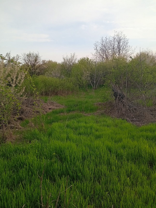 Teren intravilan mixt Buftea – spre Corbeanca | 1.250 mp | Ideal investiție