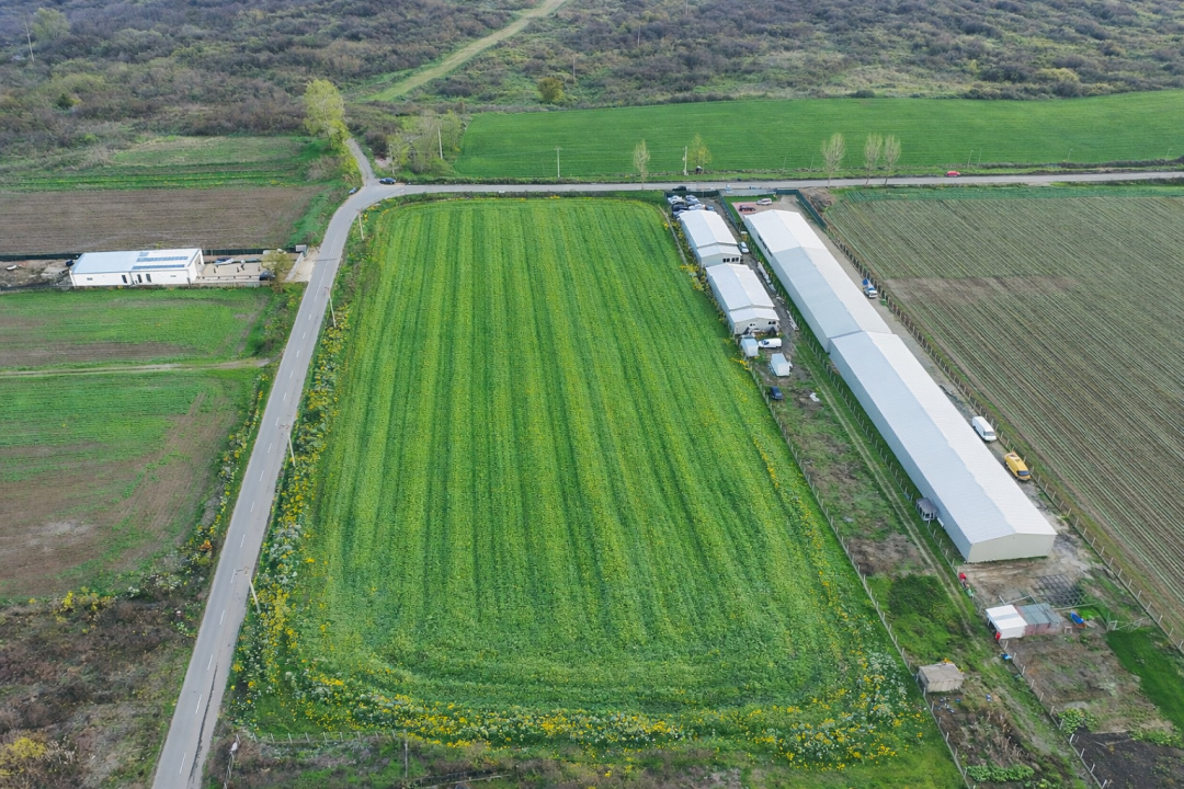 Teren intravilan 7.811 mp | Ciolpani, Ilfov | Acces drum public