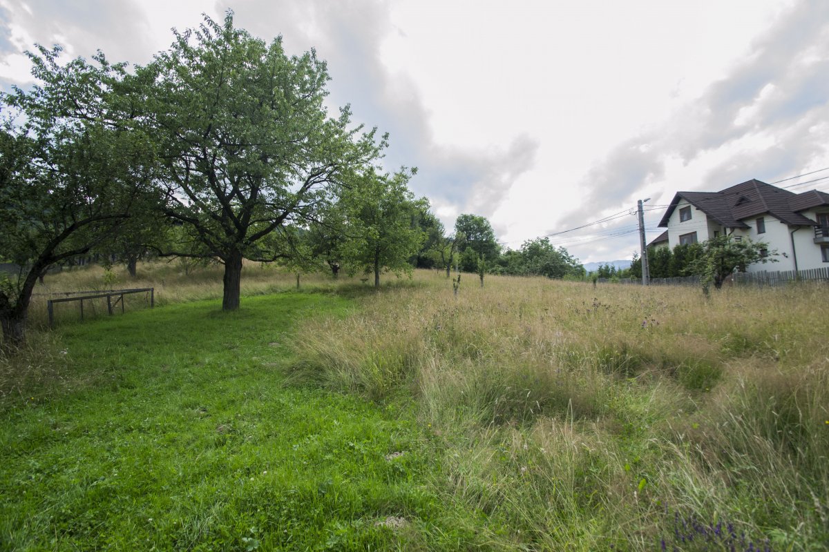 Teren investitie Bran - Predelut, la 2 km de Castelul Bran